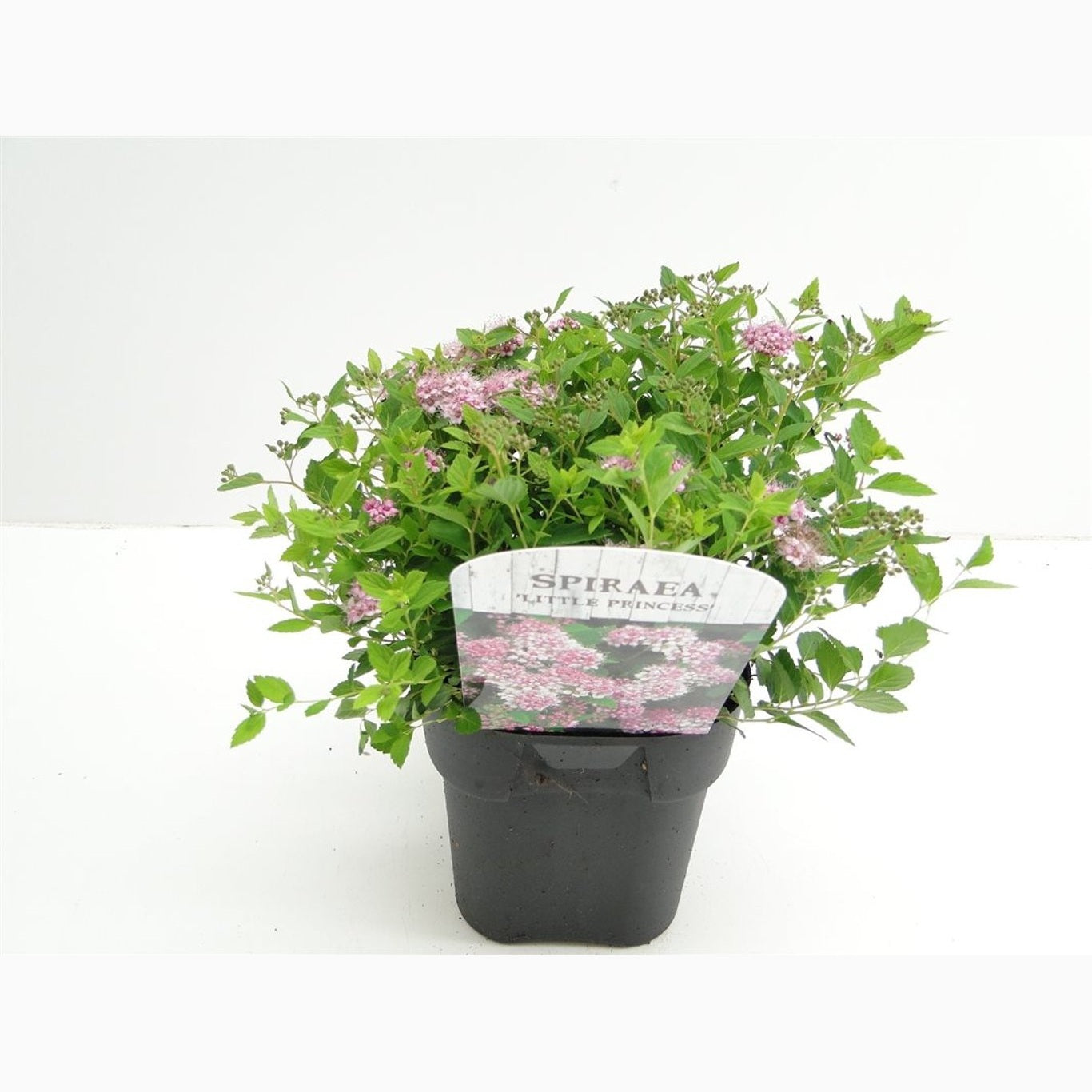 Praktspirea – Spiraea japonica 'Little Princess' - C2